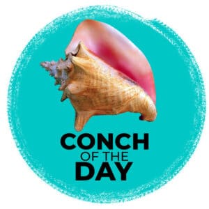 Conch of The Day